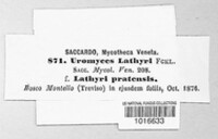 Uromyces pisi-sativi image